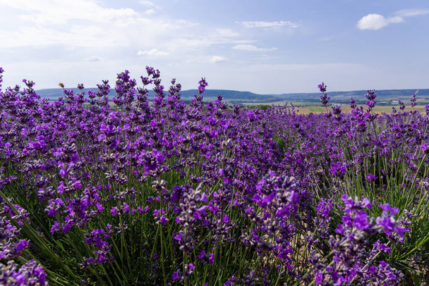 Prachtige lavendelvelden op een zonnige dag. lavendel bloeiende geurende bloemen.  - Foto, afbeelding