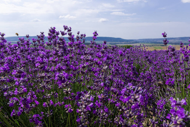 Prachtige lavendelvelden op een zonnige dag. lavendel bloeiende geurende bloemen.  - Foto, afbeelding