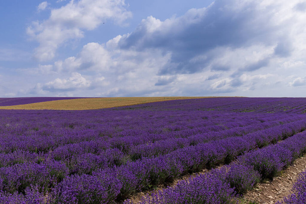 Kaunis laventeli kentät aurinkoisena päivänä. laventeli kukkivat tuoksuva kukkia.  - Valokuva, kuva