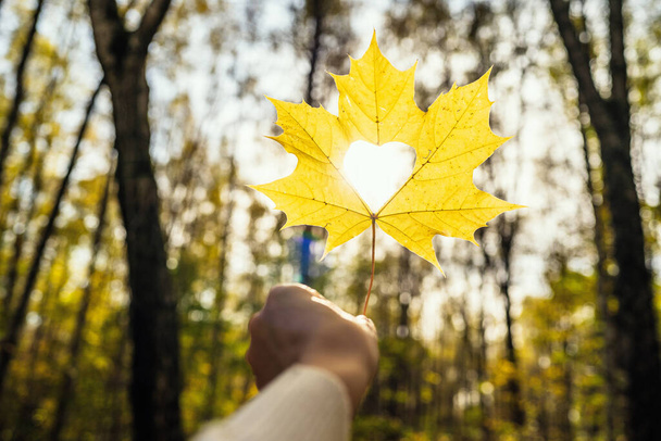 Woman hand with maple autumn leaf with  hole in the form of heart in autumn park at sunshine - Fotoğraf, Görsel