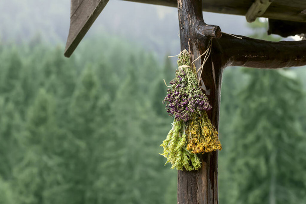 Hanging bunches of medicinal herbs Mountain tea, oreganum vulgare, tutsan under roof old rustic house on blurred background of coniferous forest, copy space. Collection of herbal plants. Rural scene - Foto, imagen