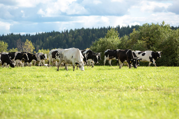 Una manada de vacas blancas y negras camina a través de un prado verde sobre el fondo del bosque  - Foto, Imagen