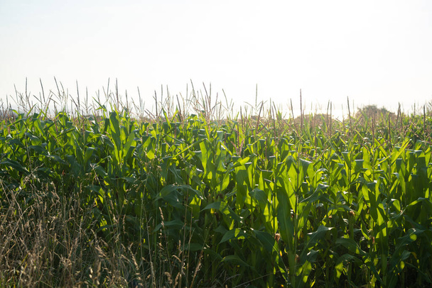 Agro-industrieel complex, landbouwproductie maïs teelt in Frankrijk Bretagne regio. Landbouw en plantaardige productie, boerderijen in Noord-Europa. Maïs oogsten op velden die klaar zijn om te worden geoogst. - Foto, afbeelding