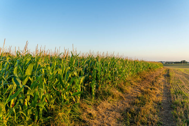 Agro ipari komplexum, mezőgazdasági termelés kukorica termesztés Franciaországban Bretagne régióban. Mezőgazdaság és növénytermesztés, gazdaságok Észak-Európában. A betakarításra kész földeken betakarított kukorica. - Fotó, kép
