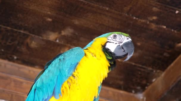 Grote kleurrijke papegaai portret in de natuur. - Video