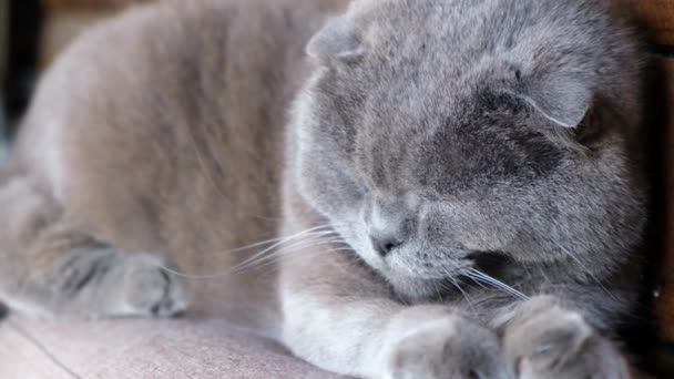 Un gatto grigio inglese stenografia si trova e dorme all'aperto. - Filmati, video