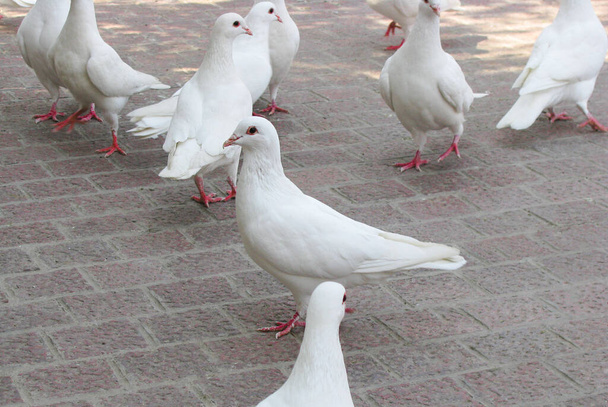 Witte duiven op een verhard pad, selectieve focus - Foto, afbeelding