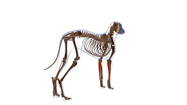 Flexor Carpi Ulnaris μυών Σκύλος Ανατομία Για Ιατρική Έννοια 3D Εικονογράφηση - Φωτογραφία, εικόνα