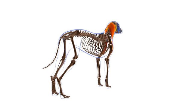 Мускулы плечевой кости Анатомия собачьих мышц для медицинской концепции 3D иллюстрация - Фото, изображение