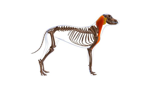 Brachiocephalicus μυών Σκύλος Ανατομία μυών Για Ιατρική Έννοια 3D Εικονογράφηση - Φωτογραφία, εικόνα