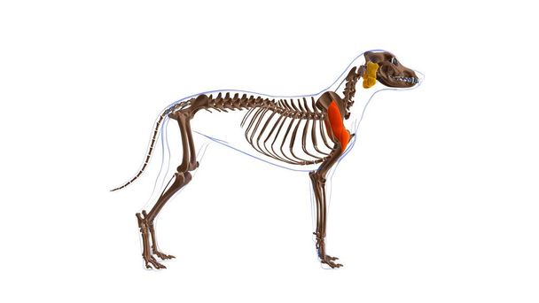 Мышцы дельтоидеуса Анатомия собак для медицинской концепции 3D иллюстрация - Фото, изображение