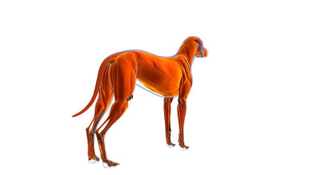 Σκύλος μυών Dog Ανατομία μυών για ιατρική ιδέα 3D Εικονογράφηση - Φωτογραφία, εικόνα