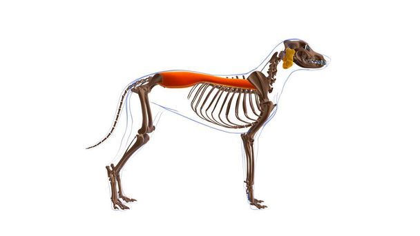 Ανατομία μυών σκύλου Erector Spinae μυϊκή Για ιατρική ιδέα 3D Εικονογράφηση - Φωτογραφία, εικόνα