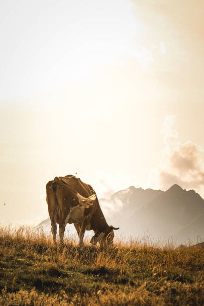 A vertical shot of a cow on a hill during a sunset - Photo, Image
