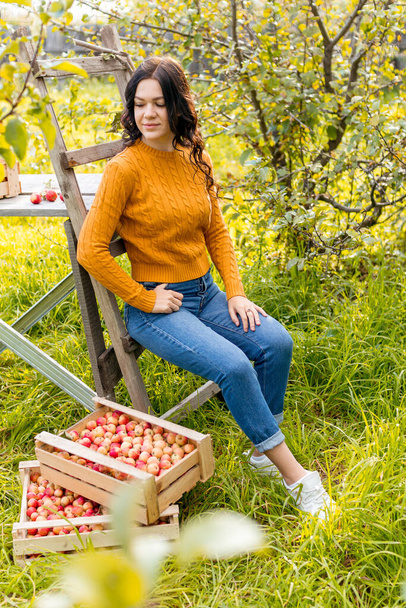 A young woman picks apples in the autumn garden - Photo, image