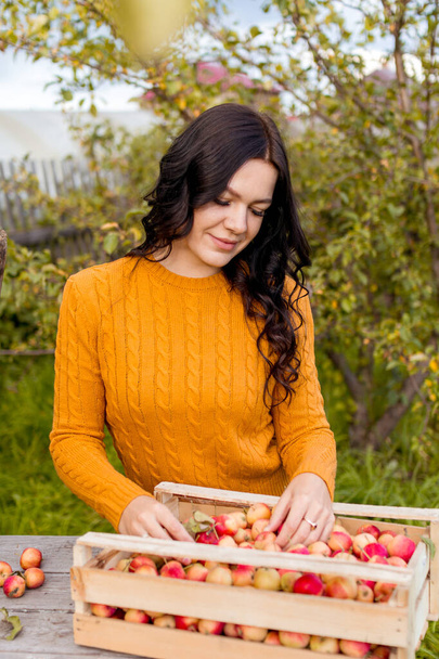 A young woman picks apples in the autumn garden - Fotoğraf, Görsel