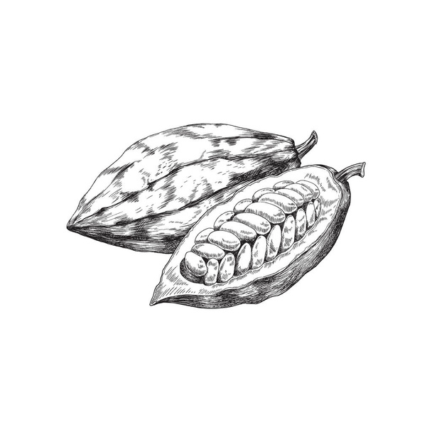 Cocoa or cacao fruits open and whole, engraving vector illustration isolated. - Vector, imagen