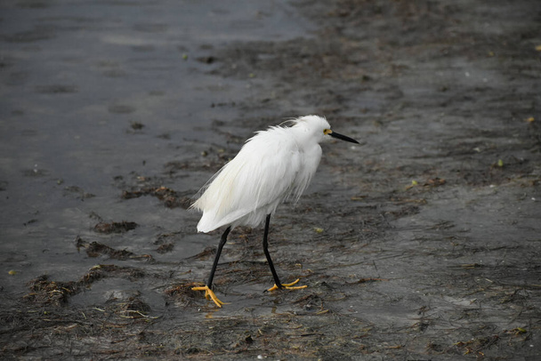 snowy egret wading in the water while raindrops fall and splash - 写真・画像