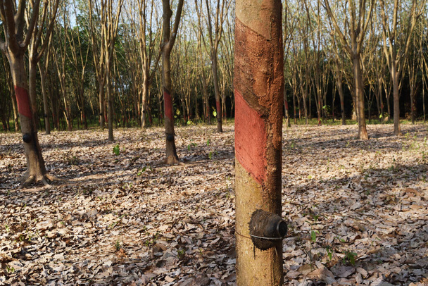 tronco d'albero che è stato rivestito con sostanze chimiche marroni per prevenire i germi, piantagione di gomma in Thailandia, Foglie girare al marrone e cadere a terra - Foto, immagini