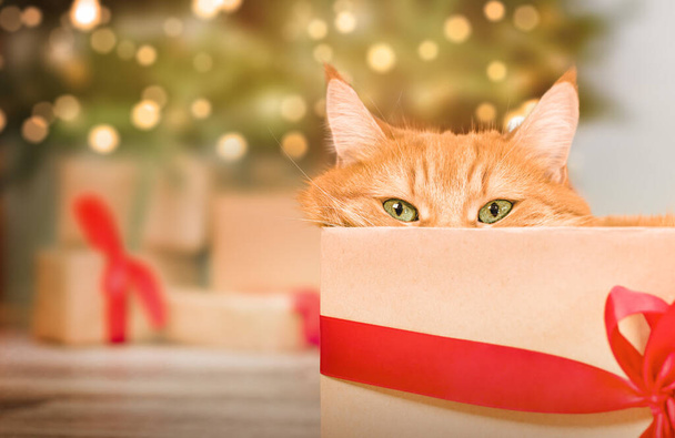 sly ginger cat peeks out of a gift box against the background of a Christmas tree - Photo, Image