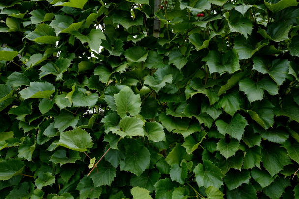 Folhas de uva Isabella - Vitis labrusca. - Foto, Imagem
