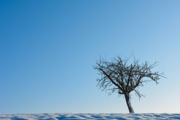 Ένα δέντρο στα δεξιά, με πολύ χιόνι, μπλε ουρανό και αντίγραφο χώρου - Φωτογραφία, εικόνα