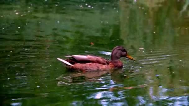 A wild duck swims into ponds. Wild birds, diversity of wildlife - Metraje, vídeo