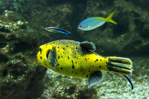 sárga gömbhal a közösségi akváriumban halálos méreg hal. Kiváló minőségű fénykép - Fotó, kép