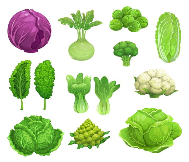 Kreslené vektorové zelí a květáková zelenina, čerstvé farmářské jídlo. Zelené a červené zelí, salát, brokolice a kedlubny, kapusta, kapusta bruselská a románek, bok choy a kapusta hlávková - Vektor, obrázek