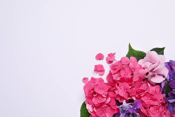Beautiful hortensia flowers on white background, flat lay. Space for text - Zdjęcie, obraz