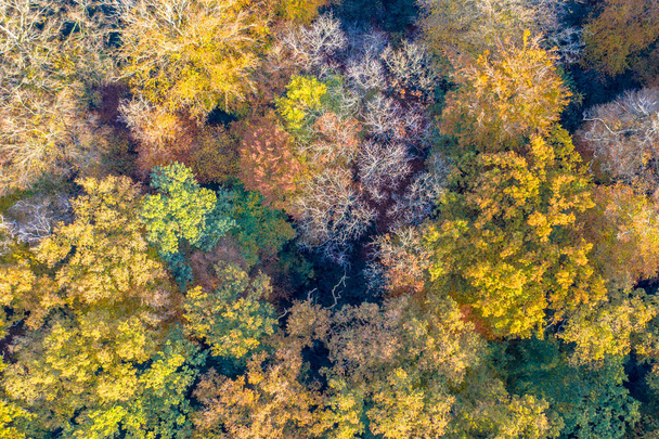 Top down aerial view of autumn forest with colorful fall foliage of larch, oak and beech trees. Veluwe, Gelderland Province, the Netherlands. Autumnal scene in nature of Europe. - Photo, Image