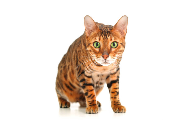 Beautiful cute red striped green-eyed bengal cat looking at camera on white background. Amazed,scared,prick-eared pet or pussy-foot concept. Adorable careful funny animal idea.Copy space,isolated. - Zdjęcie, obraz