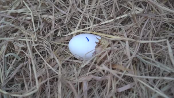 O recém-nascido Leghorn foi eclodido de um ovo no ninho. - Filmagem, Vídeo
