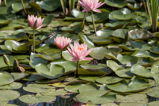 Цветы лотоса в пруду
 - Фото, изображение
