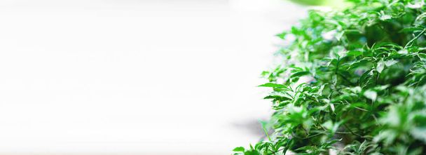 Panorama banner background. Green leafy bush, empty space for text. - Photo, Image