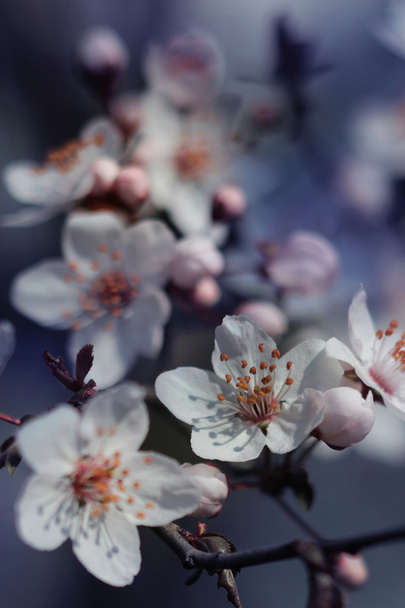 Весенние цветы
 - Фото, изображение