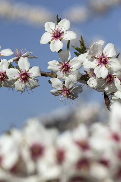 Spring blossoms - Foto, afbeelding