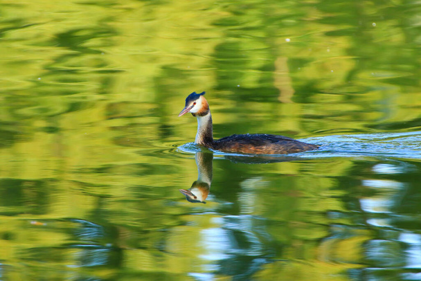 Great crested grebe bird floating on the Danube river - Photo, Image