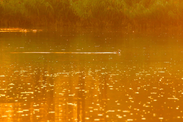 El ganso salvaje flota en el lago de la tarde mientras la luz dorada se refleja en la hermosa superficie del agua. - Foto, Imagen