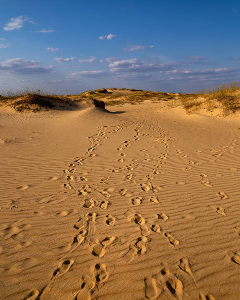 Beautiful desert landscape with dunes. Walk on a sunny day on the Oleshkiv sands.  - Photo, Image