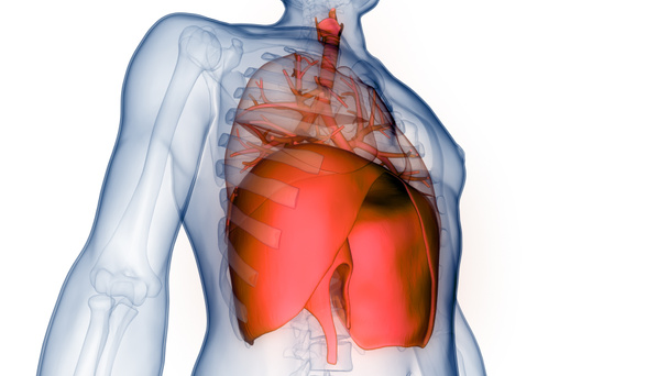 Human Respiratory System Lungs with Diaphragm Anatomy 3D - Фото, зображення