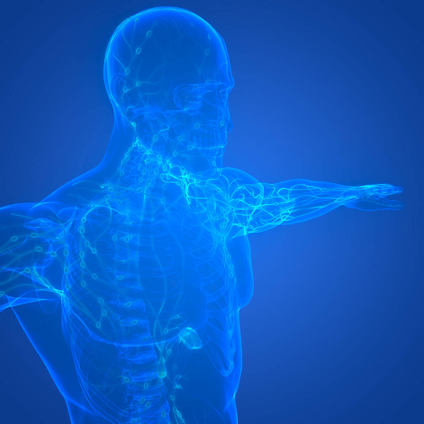 Ανθρώπινο Εσωτερικό Σύστημα Lymph Κόμβοι Ανατομία. 3D - Φωτογραφία, εικόνα