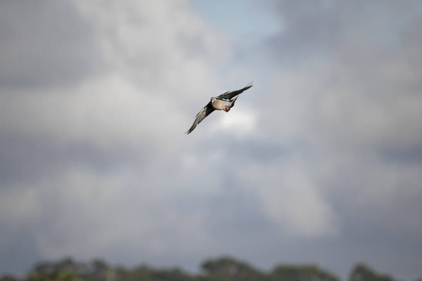 European wood pigeon in nflight, landing, against cloudy sky. - Photo, Image