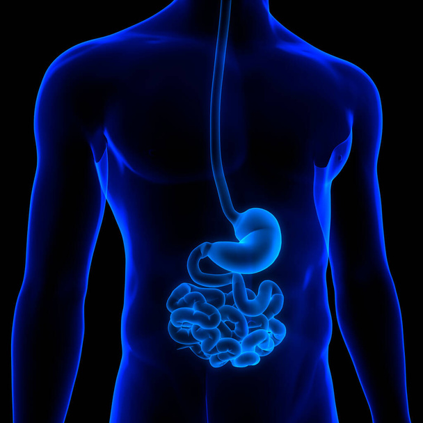 Système digestif humain Estomac avec anatomie de l'intestin grêle. 3D - Photo, image