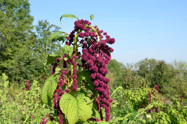 Amaranth is cultivated as leaf vegetables, cereals and ornamental plants . Amaranth seeds are rich source of proteins and amino acids. - Photo, Image