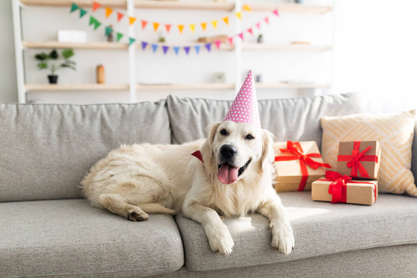 パーティーの帽子をかぶっている愛らしいペット犬、ギフトボックスに囲まれたソファに横たわって、自宅で誕生日のお祝いを持っています - 写真・画像