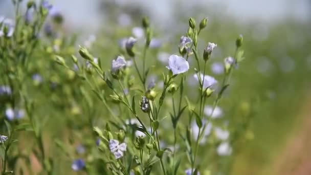 Planta medicinal Lino (Linum Usitatissimum) crece en un campo agrícola en un día soleado brillante del verano - Imágenes, Vídeo