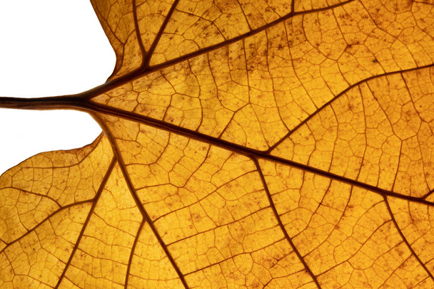 Texture automnale des feuilles gros plan avec veines - Photo, image