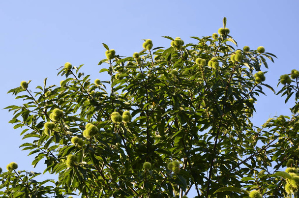 Feuillage d'été du châtaignier à feuilles panachées (Castanea sativa Albomarginata) dans un jardin rural - Photo, image