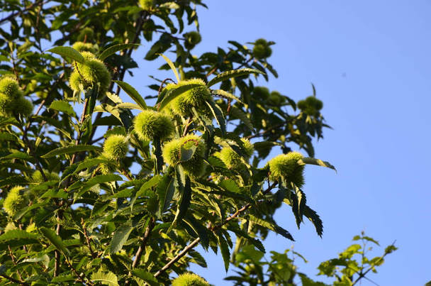 Follaje de verano del castaño dulce de hoja variada (Castanea sativa Albomarginata) en un jardín rural - Foto, imagen